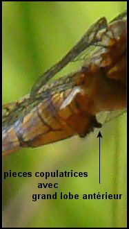 orthétrum bleuissant mâle: pieces copulatrices