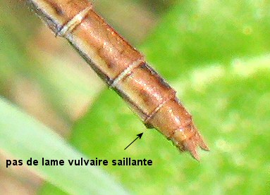 sympétrum méridional femelle: extrémité abdominale