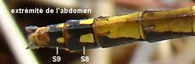 sympétrum noir femelle: extémité abdominale