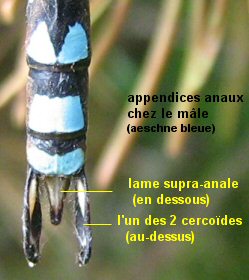 appendices anaux des mles (ici aeschne bleue)