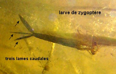 larve de zygoptre