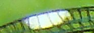 caloptéryx éclatant femelle: pseudo-ptérostigma