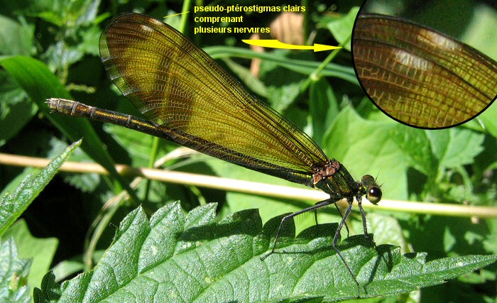 caloptéryx femelle: ptérostigmas