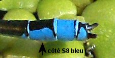naïade au coprs vert mâle: dessous S8 bleu