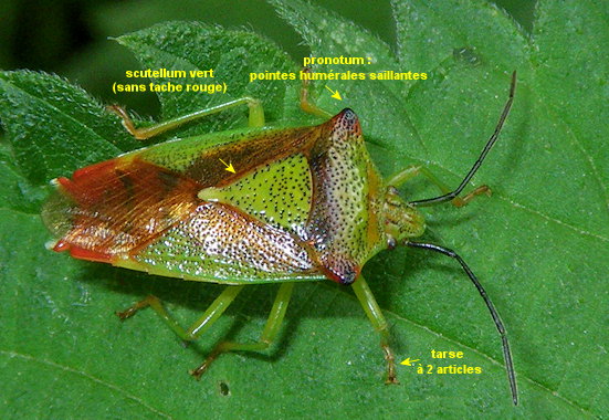 Acanthosoma haemorrhoidale