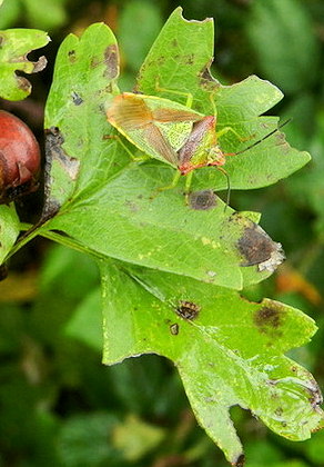 Acanthosoma haemorrhoidale