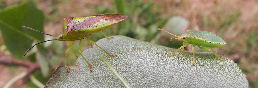 Acanthosoma haemorrhoidale