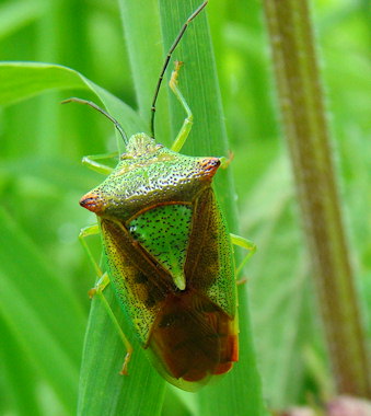 Acanthosoma haemorrhoidale