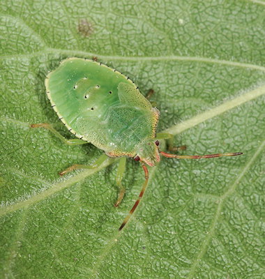 Acanthosoma haemorrhoidale