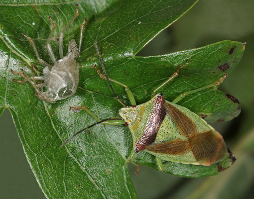 Acanthosoma haemorrhoidale