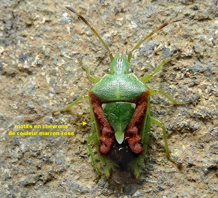 Cyphostethus tristriatus