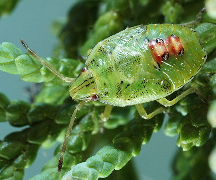 Cyphostethus tristriatus