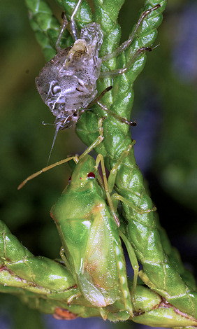 Cyphostethus tristriatus