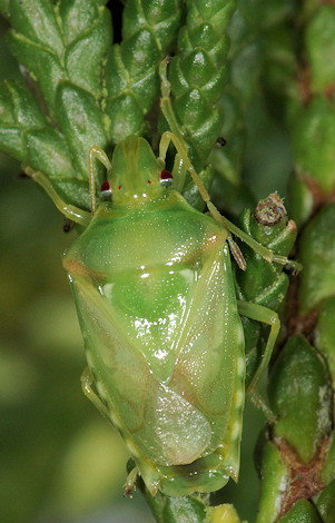 Cyphostethus tristriatus