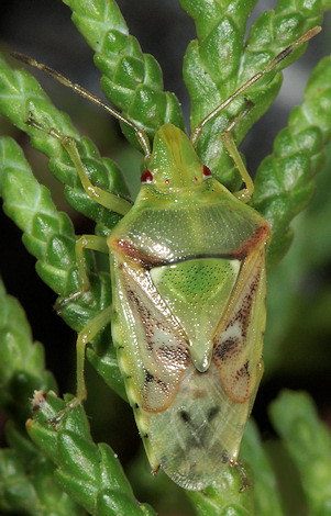 Cyphostethus tristriatus