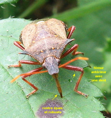 Picromerus bidens