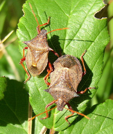 Picromerus bidens