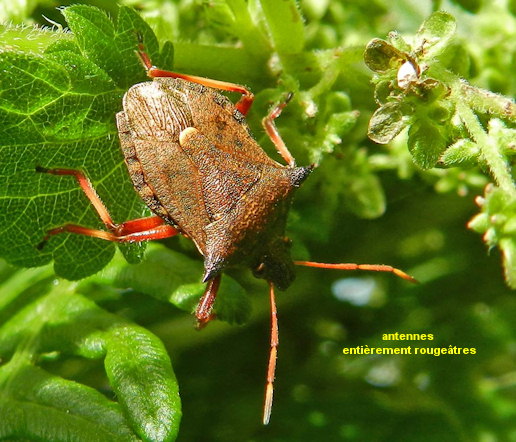 Picromerus bidens