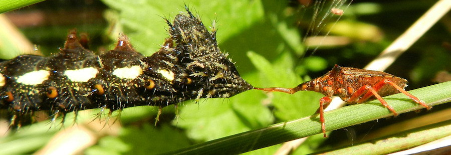 Picromerus bidens