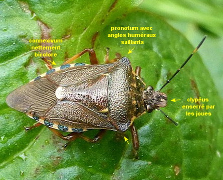 Pinthaeus sanguinipes