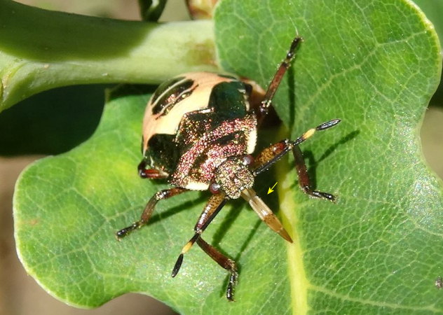 Troilus luridus