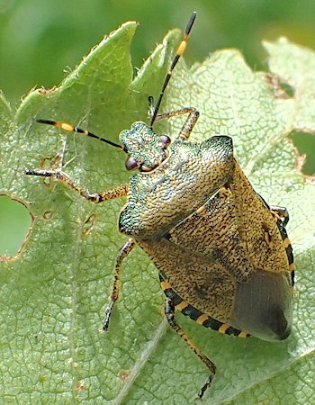 Troilus luridus