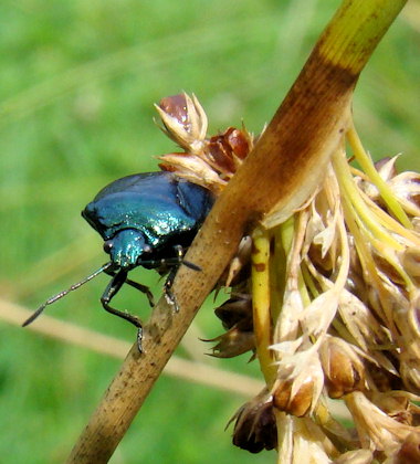 Zicrona caerulea