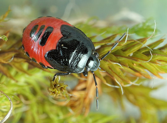 Canthophorus impressus