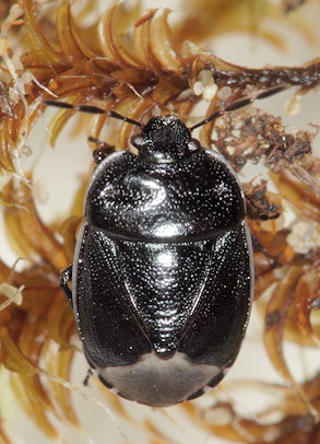 Canthophorus impressus