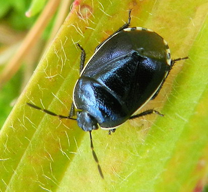 Canthophorus melanopterus