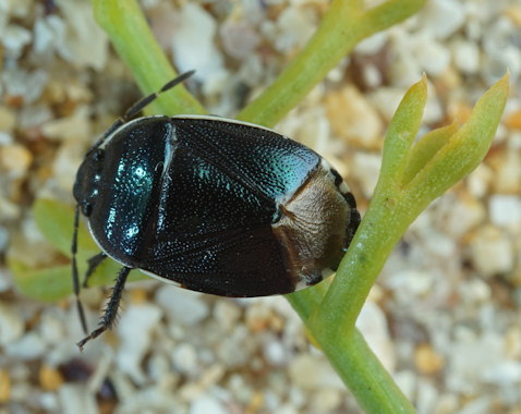 Canthophorus melanopterus