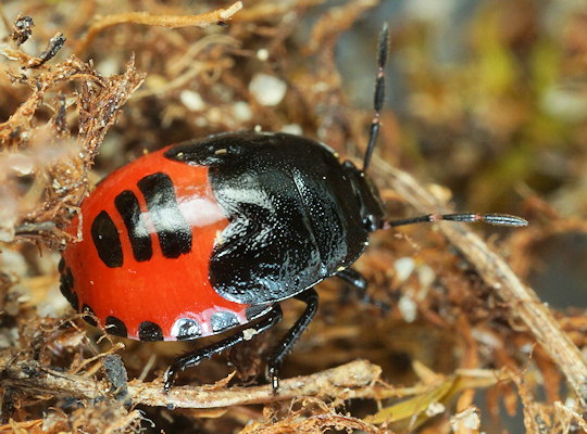 Canthophorus melanopterus