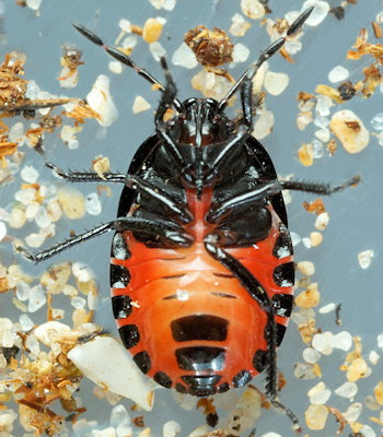 Canthophorus melanopterus