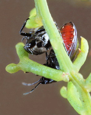 Canthophorus melanopterus