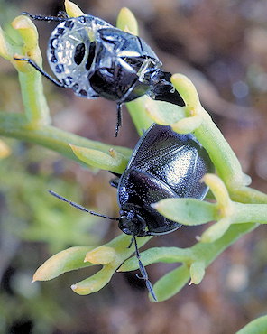 Canthophorus melanopterus