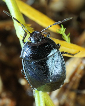 Canthophorus melanopterus