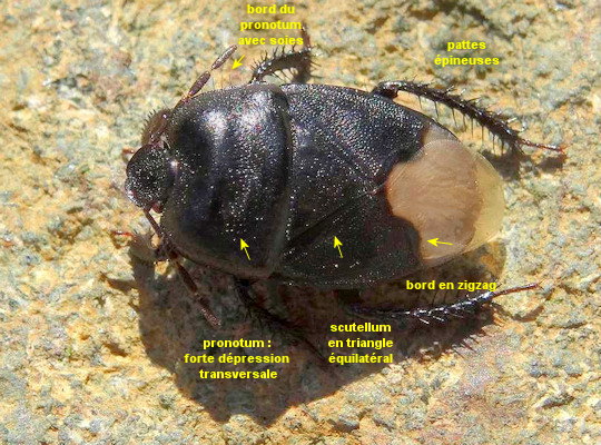 Cydnus aterrimus