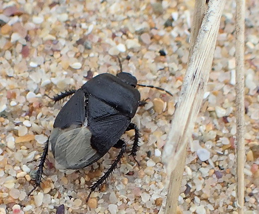 Cydnus aterrimus