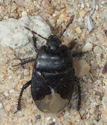 Cydnus aterrimus