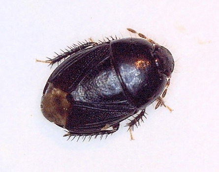 Geotomus petiti