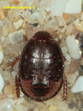 Geotomus petiti