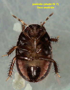 Geotomus petiti