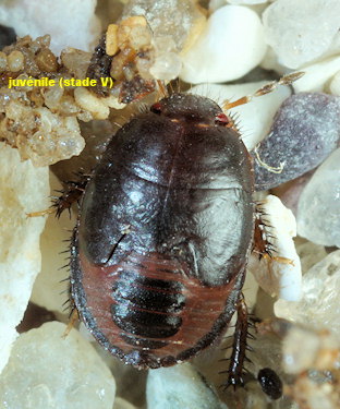 Geotomus petiti