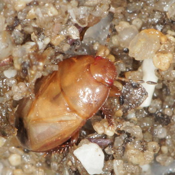 Geotomus petiti