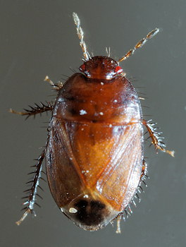 Geotomus petiti