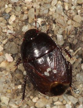 Geotomus petiti