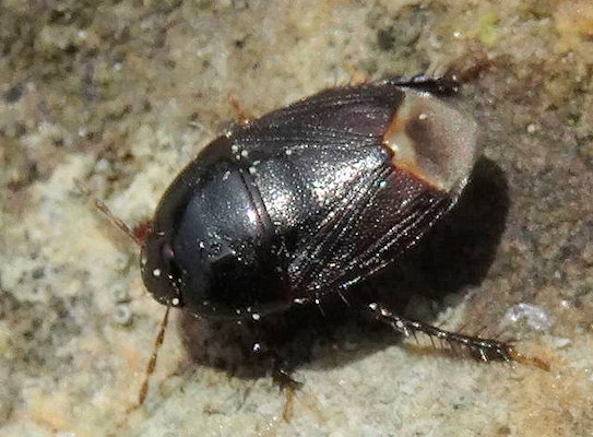 Geotomus punctulatus