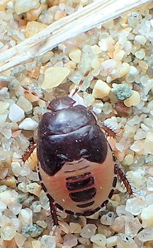 Geotomus punctulatus