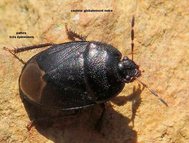 Sehirus luctuosus