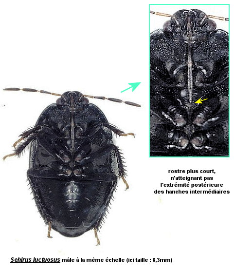 Sehirus luctuosus